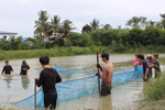 สกู๊ปพิเศษ : เพาะพันธุ์ปลานิลแปลงเพศ งานวิจัยสู่ชุมชน