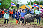 ม.มหาสารคาม ลงแขกปักดำนาเฉลิมพระเกียรติ ปลูกวันแม่ เก็บเกี่ยววันพ่อ