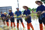 สารคดี : ลงแขกดำนาภูมิปัญญาสร้างสามัคคี