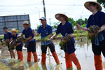 มหาวิทยาลัยมหาสารคาม จัดโครงการประเพณีลงแขกปักดำนา เฉลิมพระเกียรติสมเด็จพระนางเจ้าฯ พระบรมราชินีนาถ