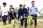 วีดิทัศน์ : ลงแขกเกี่ยวข้าว มหาวิทยาลัยมหาสารคาม #60