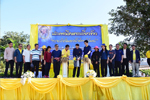มมส จัดโครงการประเพณีลงแขกเกี่ยวข้าว เพื่อถวายเป็นพระราชกุศลแด่พระบาทสมเด็จพระปรมินทรมหาภูมิพลอดุลยเดช บรมนาถบพิตร