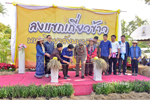 มมส จัดโครงการประเพณีลงแขกเกี่ยวข้าว