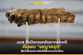 มมส จับมือกรมทรัพยากรธรณี ค้นพบพญาครุฑ สัตว์เลื้อยคลานบินได้ตัวแรกของไทย